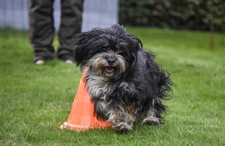 Fra HUNDEN: En lille hund med et stort hjerte