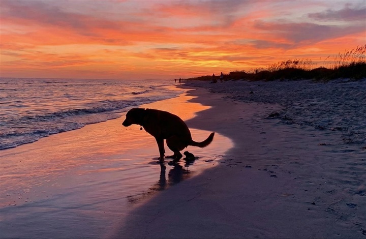 Hundens ford&oslash;jelse: En biologisk genistreg
