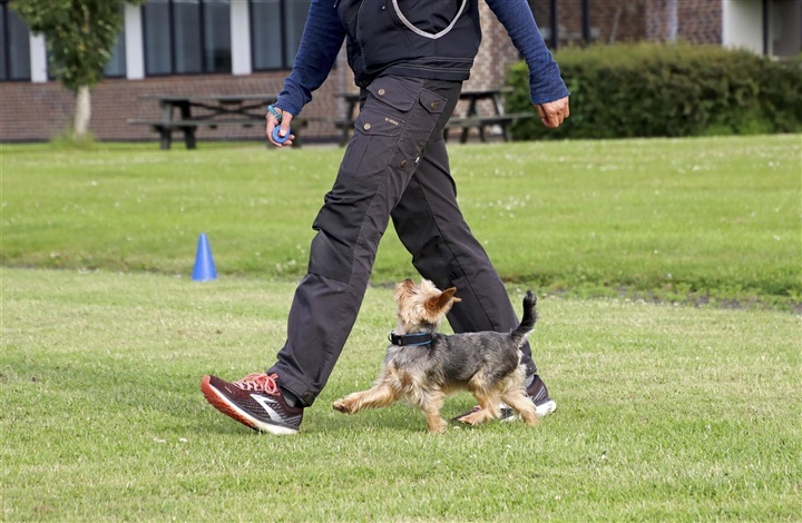 Lydighed: Vejen til det ultimative makkerskab